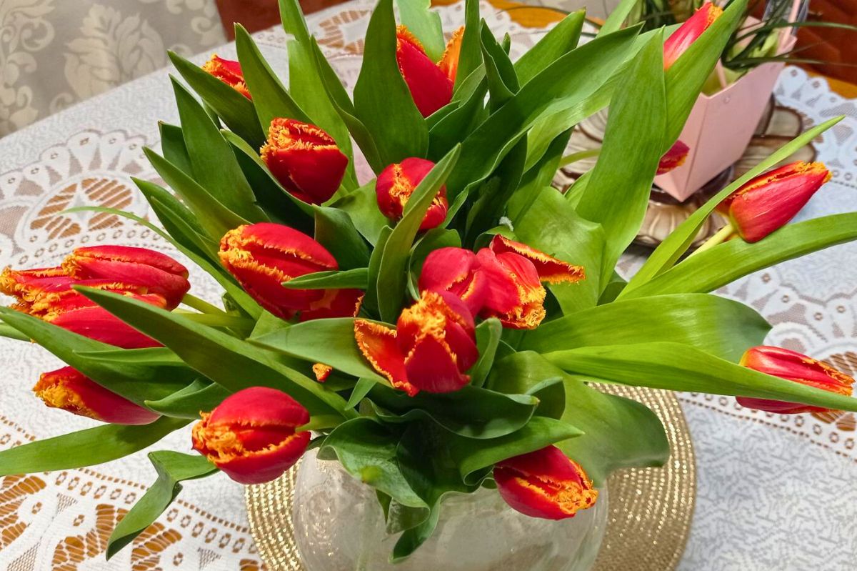 Tulips in a vase stand for a long time