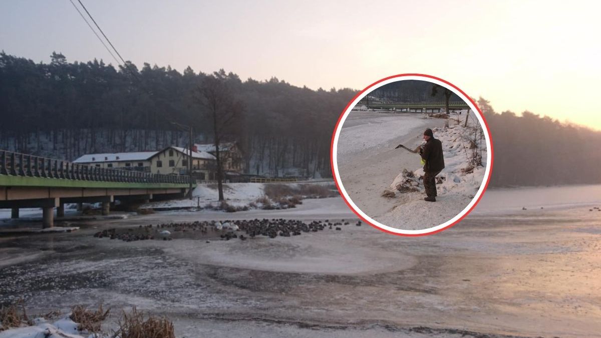 Leśnicy uratowali młodego łabędzia