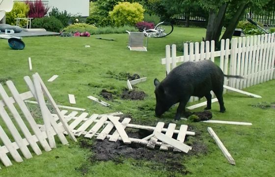 Pralka, telewizor i dzik w reklamach ubezpieczenia PZU Dom (wideo)