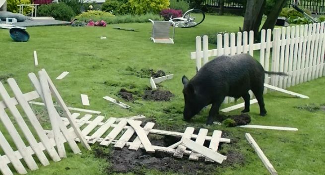 Pralka, telewizor i dzik w reklamach ubezpieczenia PZU Dom (wideo)