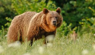 Niedźwiedzie wypłoszą turystów z Bieszczad? "Pukają ludziom w okna"