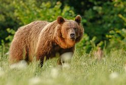 Niedźwiedzie wypłoszą turystów z Bieszczad? "Pukają ludziom w okna"