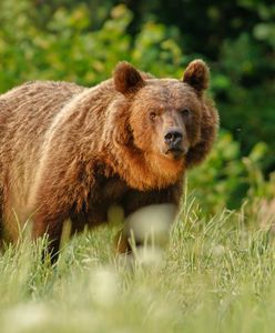 Niedźwiedzie wypłoszą turystów z Bieszczad? "Pukają ludziom w okna"