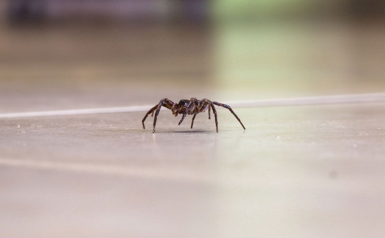 Wie wird man Spinnen im Haus los?