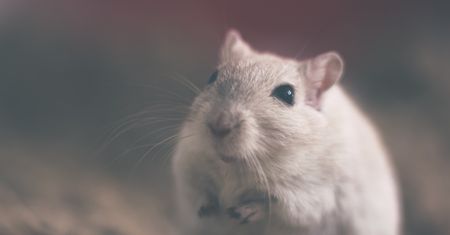 Xfce żyje i właśnie wydano je w nowej wersji: 4.16