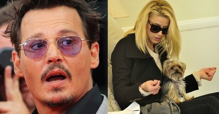 Żonie Johnny'ego Deppa grozi... 10 LAT WIĘZIENIA?! "Przemyciła" psy do Australii!