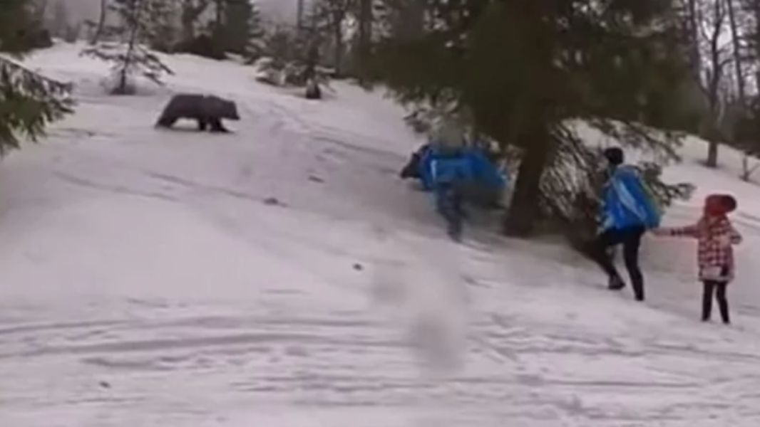 Młody niedźwiedź rusza za turystami