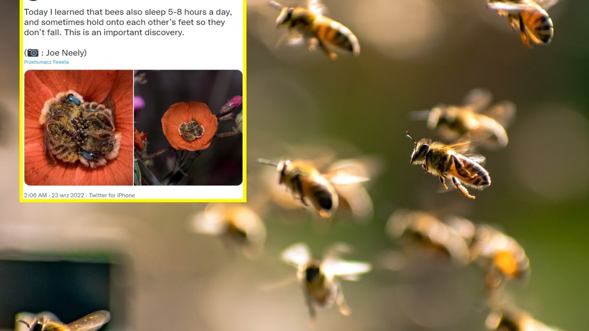 Tego o pszczołach mogliście nie wiedzieć 