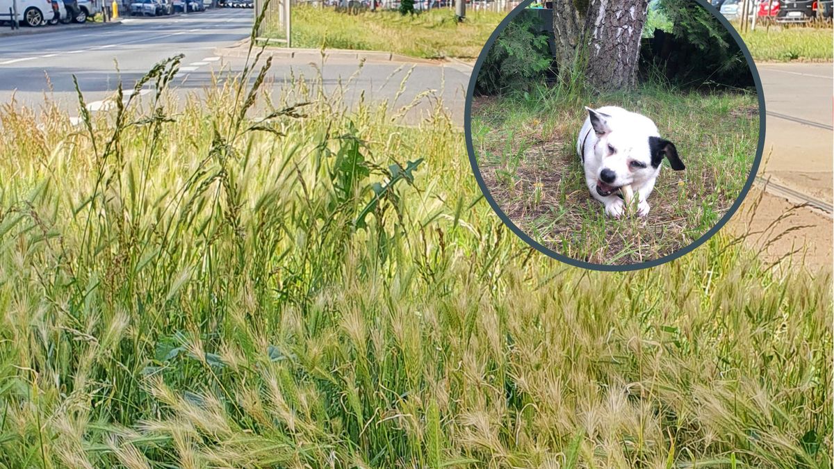 przestrzegają przed niebezpieczną rośliną