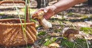 ChatGPT wskazał najlepsze miejsca na czerwcowe zbiory grzybów. Tu zbierzesz najpiękniejsze okazy