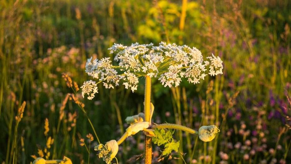 Pawel Olaf Sidlo 
pavel.olav.sid
Adobe Stock, Apiaceae, Dmitrii Ivanovich Sosnowsky, Heracleum sosnowskyi, Sosnowsky's hogweed, agriculture, allergen furanocoumarin, barszcz sosnowskiego, burn, countryside, crop, danger, deadly, farming, field, field egde, invasive plant, photosensitivity, plants, poisonous, toxic, tree, weed, apiaceae, dmitrii ivanovich sosnowsky, heracleum sosnowskyi, sosnowsky's hogweed, agriculture, allergen furanocoumarin, barszcz sosnowskiego, burn, countryside, crop, danger, deadly, farming, field, field egde, invasive plant, photosensitivity, plants, poisonous, toxic, tree, weed