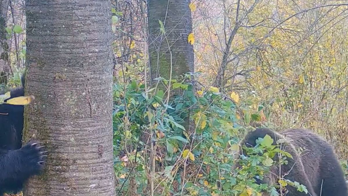 Rozkoszne zabawy w chowanego młodych niedźwiadków nagrała fotopułapka