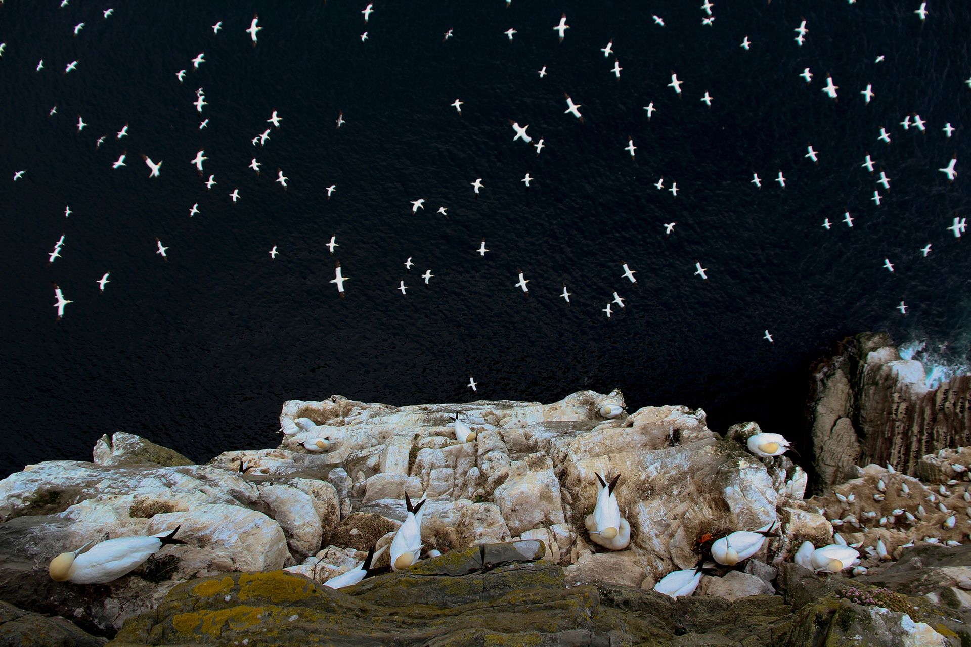 The British Wildlife Photography Awards 2015, czyli fotografia przyrody w najlepszym wydaniu 1