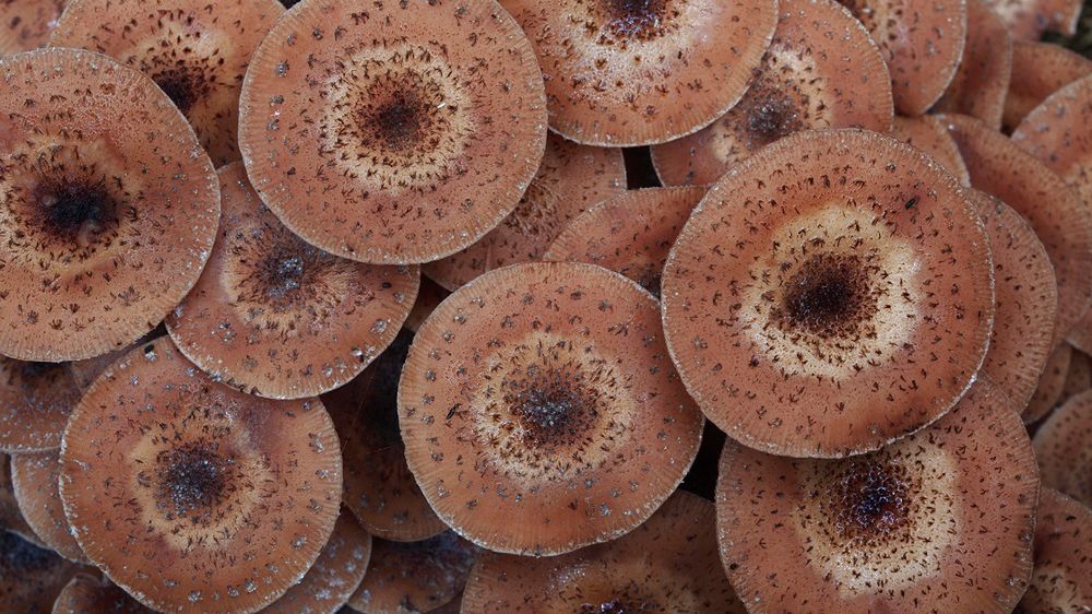 Grzyb ten powoduje opieńkową zgniliznę korzeni, chorobę korzeni drzew i krzewów - zazwyczaj uszkadza sosnę zwyczajną i świerk pospolity