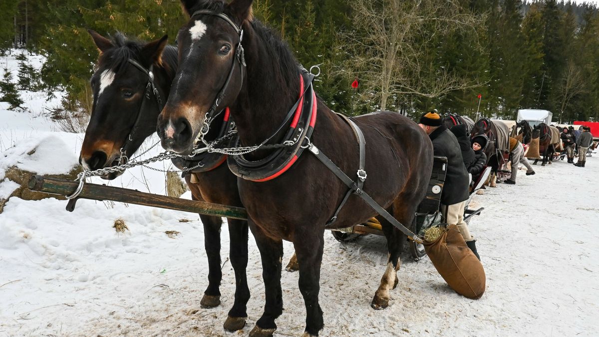 Co z końmi na trasie do Morskiego Oka?