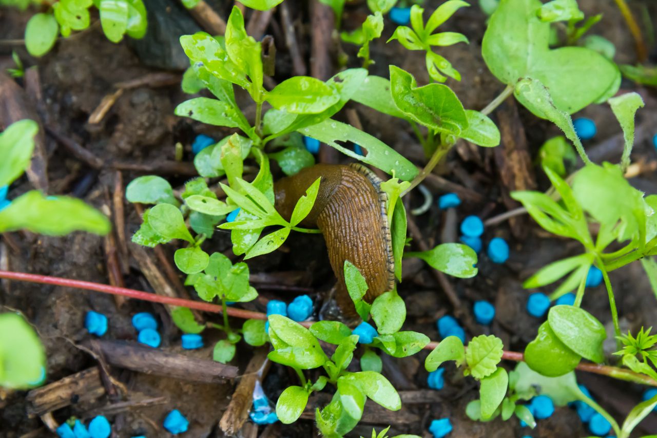 Używasz niebieskich granulek na ślimaki? Miej tego świadomość