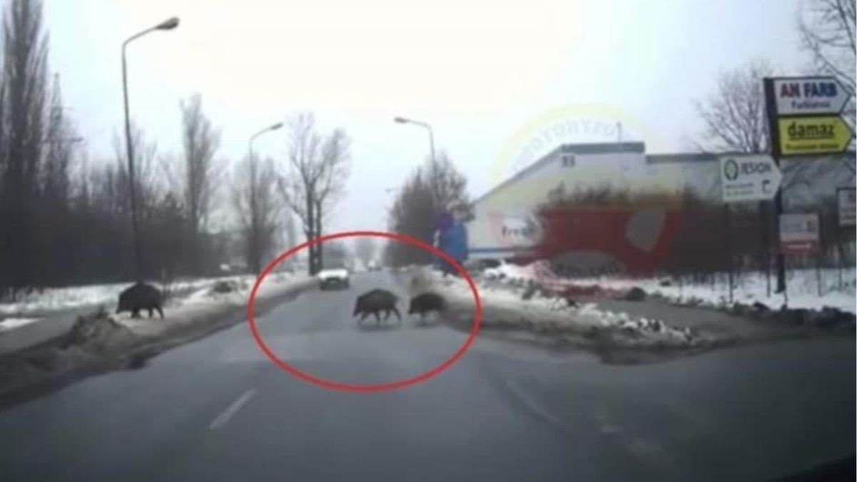 Dwa tysiące dzików na co dzień żyje w Łodzi