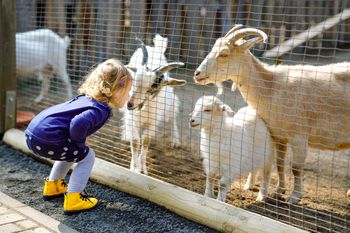 Poznań: Zoo zaprasza na rodzinny piknik z wyjątkową misją