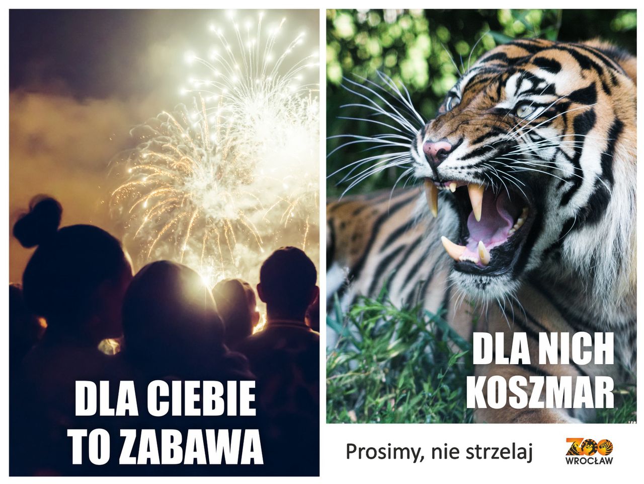 Wrocław. Ogród Zoologiczny zwraca uwagę na los zwierząt. Od sylwestrowych fajerwerków cierpią mieszkańcy ogrodu i domowe czworonogi