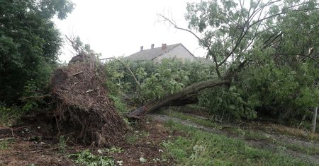 Działo się w nocy w środę. W Chorwacji wiatr wyrywał drzewa z korzeniami