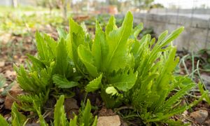 Jak sadzić chrzan? Pamiętaj o tej zasadzie