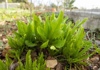 Jak sadzić chrzan? Pamiętaj o tej zasadzie