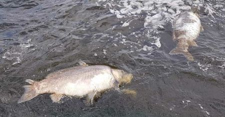 Katastrofa ekologiczna w Rybniku. Wędkarze zrozpaczeni