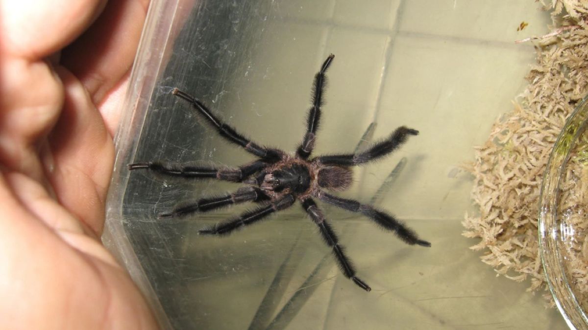 Trichopelma grande nowoodkryty i zagrożony gatunek pająka