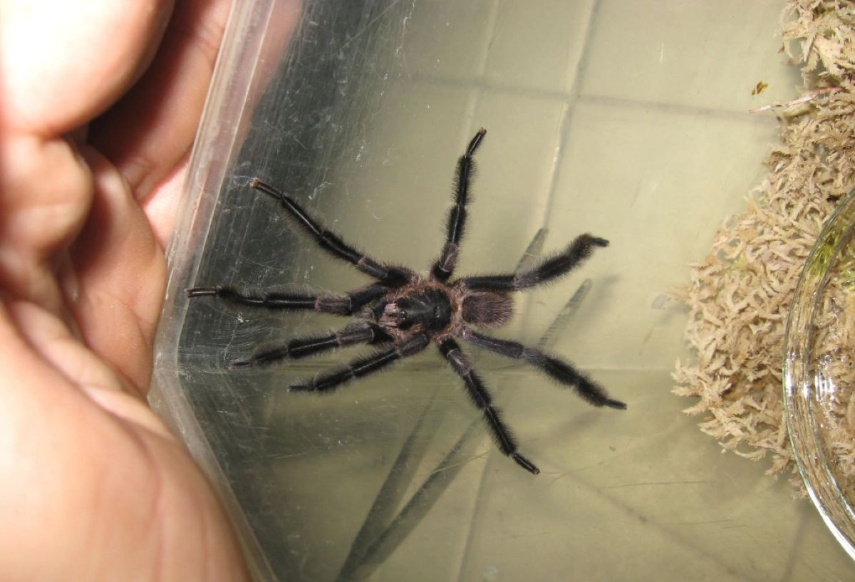 Naukowcy potwierdzili. To nowy gatunek tarantuli