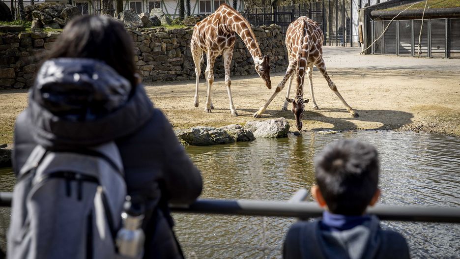 epa09139067 City zoo Artis is open again after being closed for five months due to the coronavirus measures,  in Amsterdam, the Netherlands, 16 April 2021. The Amsterdam zoo is participating in a test to allow entrance when people can present a negative coronavirus test.  EPA/SEM VAN DER WAL Dostawca: PAP/EPA.