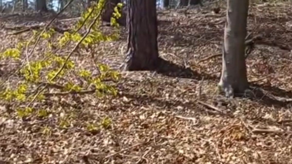 Lasy Państwowe apelują o ostrożność 