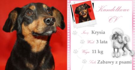 Kundelek Tygodnia: Krysię zostawili w lesie przywiązaną do drzewa. Dziś jest prawdziwą psią celebrytką