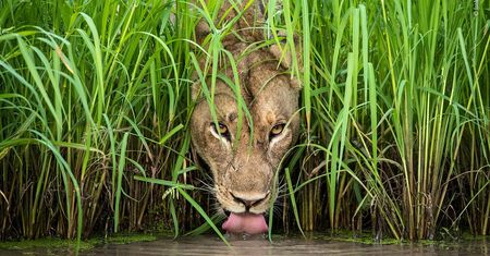 Wildlife Photographer of the Year 2018 - zobacz najlepsze zdjęcia z konkursu