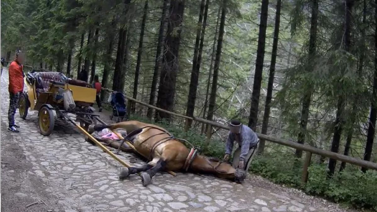 Koń padł z wycieńczenia na tatrzańskim szlaku.