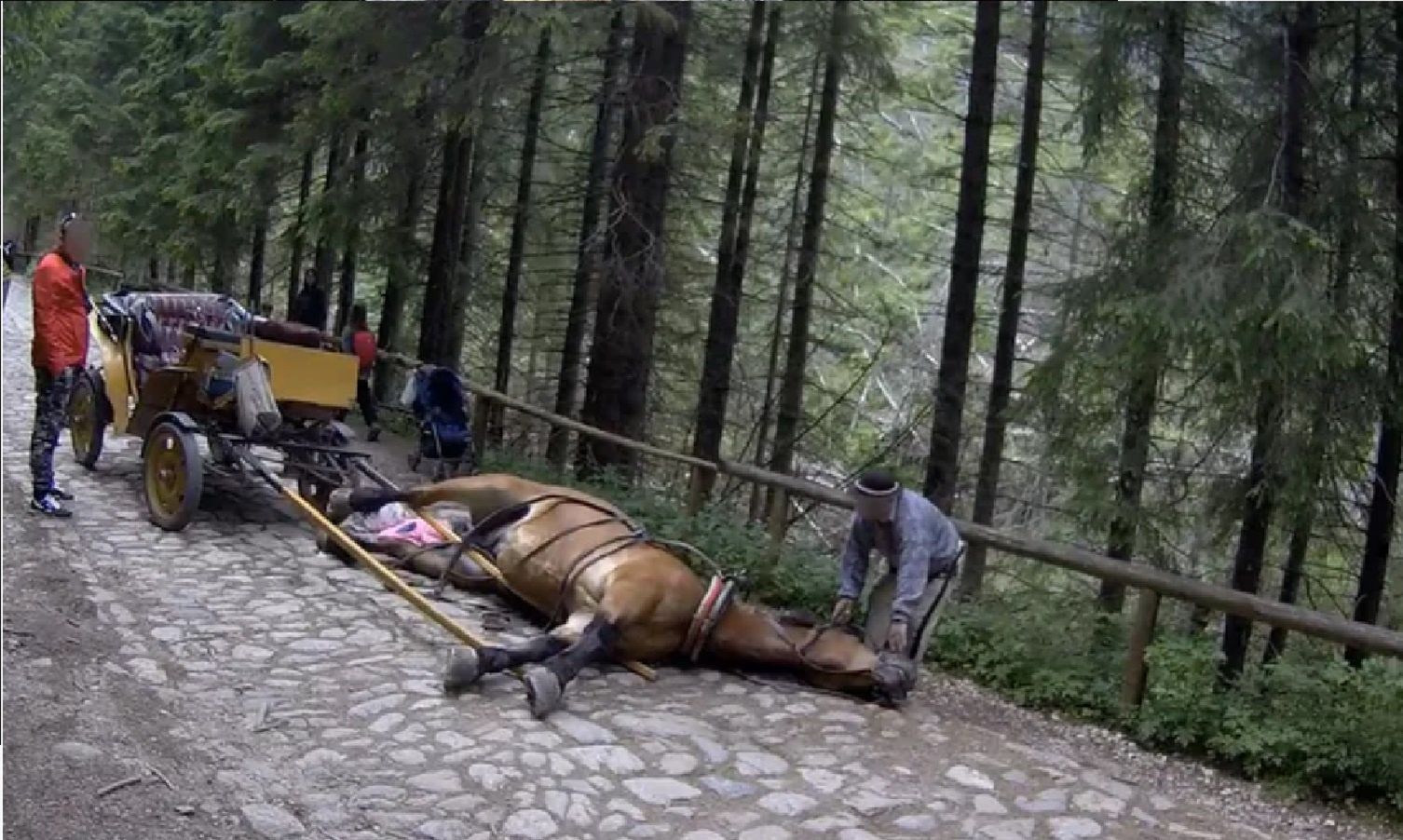 W Tatrach znowu padł koń. Szokujące zachowanie woźnicy