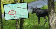 Polskie łosie wędrują do Niemiec. "Można skończyć w szpitalu"