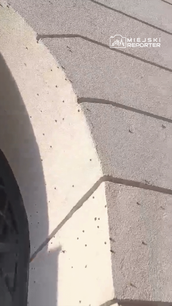 Czarna opona samochodowa leży na jasnym chodniku, na którym widać drobne owady i nieregularne wzory.