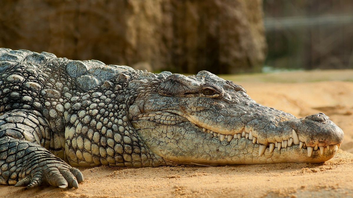 Hiszpania. Krokodyl nilowy w rzecze. Policja apeluje do mieszkańców