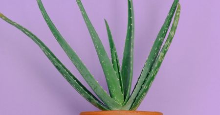 Aloes na odporność – jak stosować i dlaczego warto?