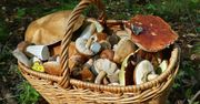 Sierpień na grzybach. Pokazał, co można znaleźć w lesie