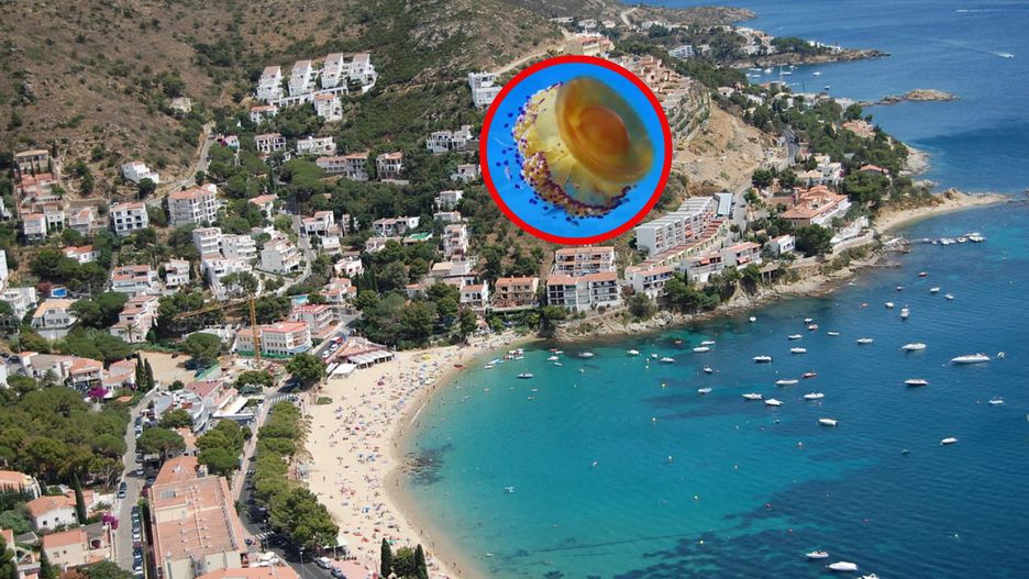 Inwazja meduz na Costa Brava