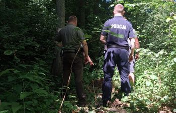 Kradli drewno z lasu. Leśnicy już wiedzą, kim byli sprawcy