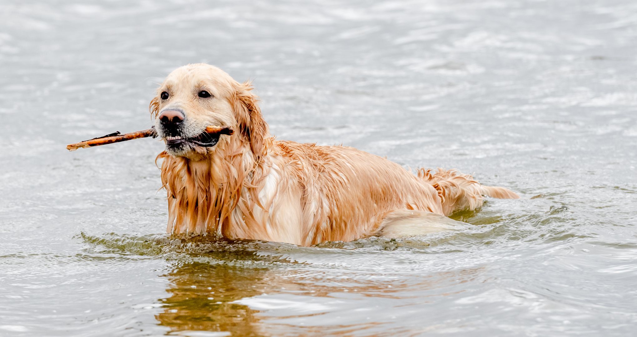 Golden retrievery to rasa znana z  zamiłowania do wody