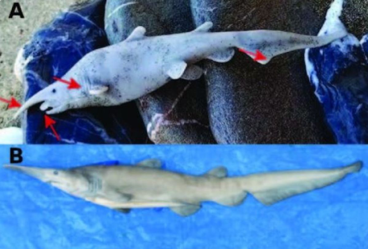 Rekin głębinowy czy plastikowa zabawka? Naukowcy zachodzą w głowę