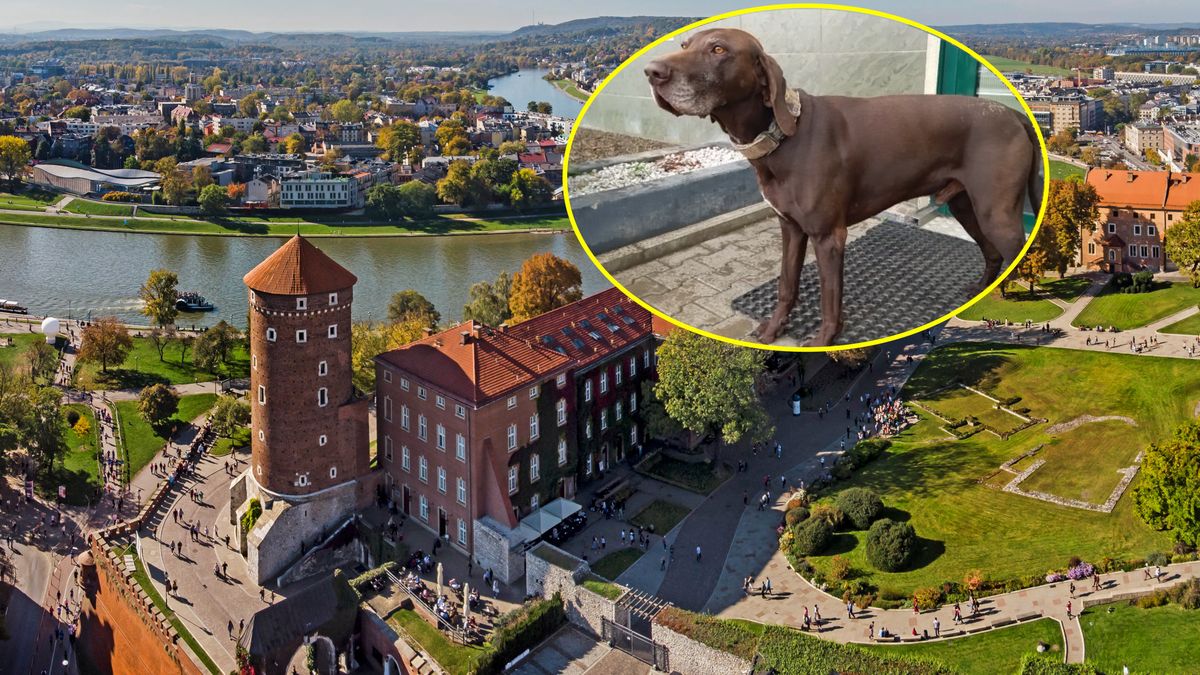 Pies samodzielnie wrócił do domu 