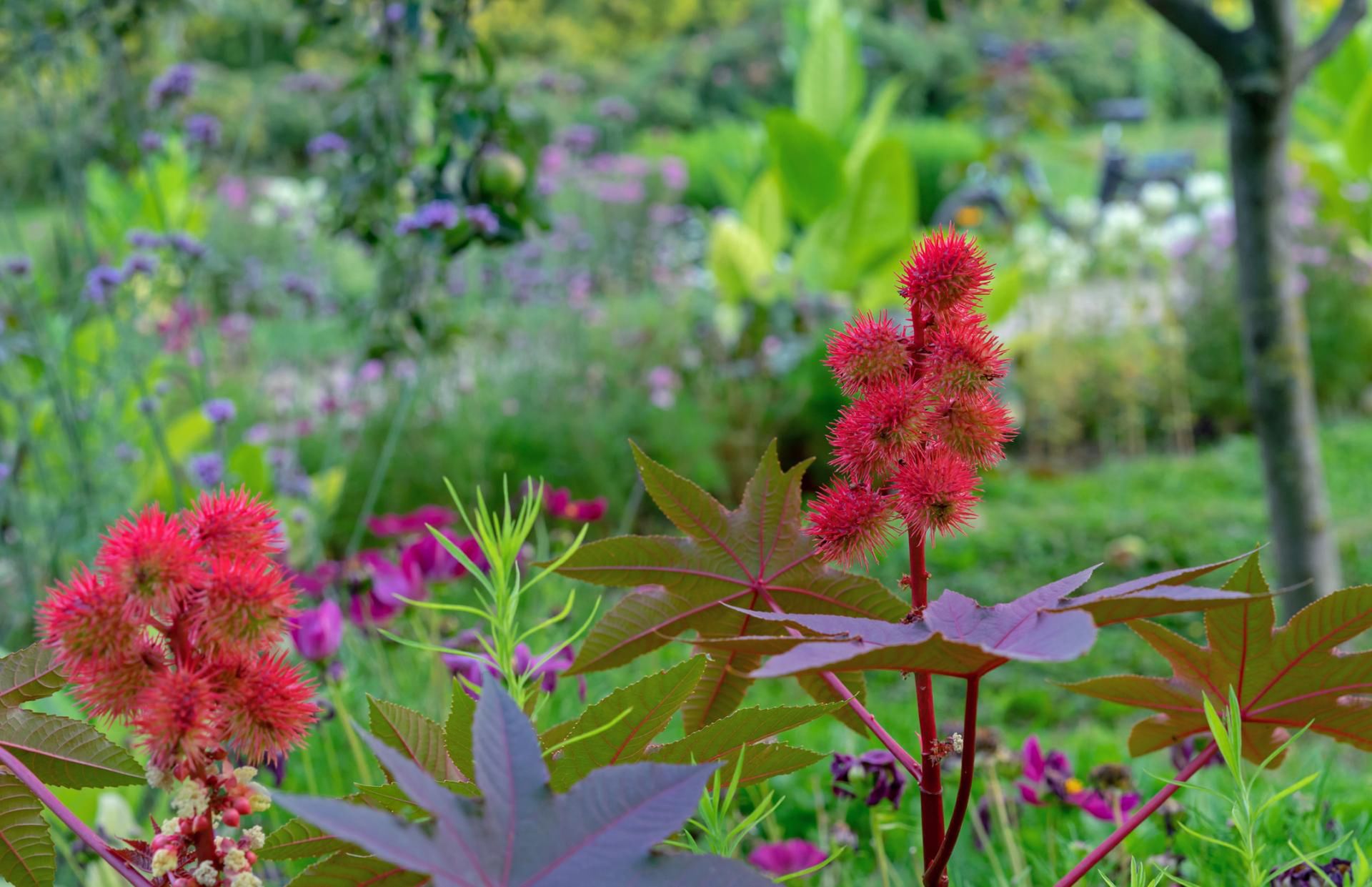 Rącznik pospolity zawiera silną truciznę