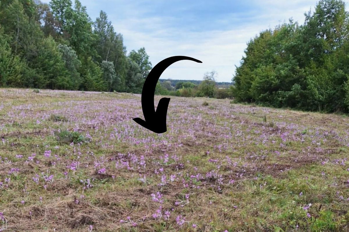 Polana krokusów w Tatrach? Widok może zmylić. Leśnicy prostują