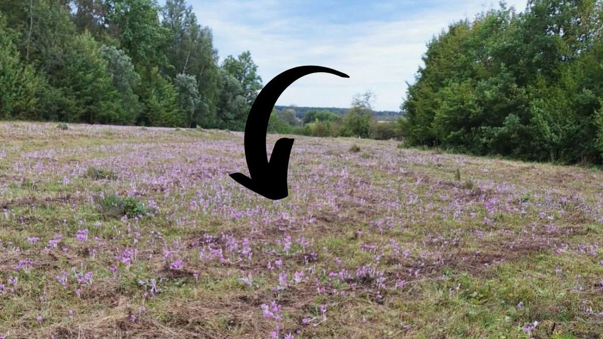 Jesienne zaskoczenie w lasach Nadleśnictwa Siewierz