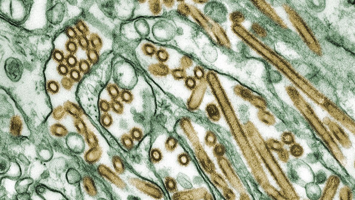 Ptasia gryp — zdjęcie ilustracyjne