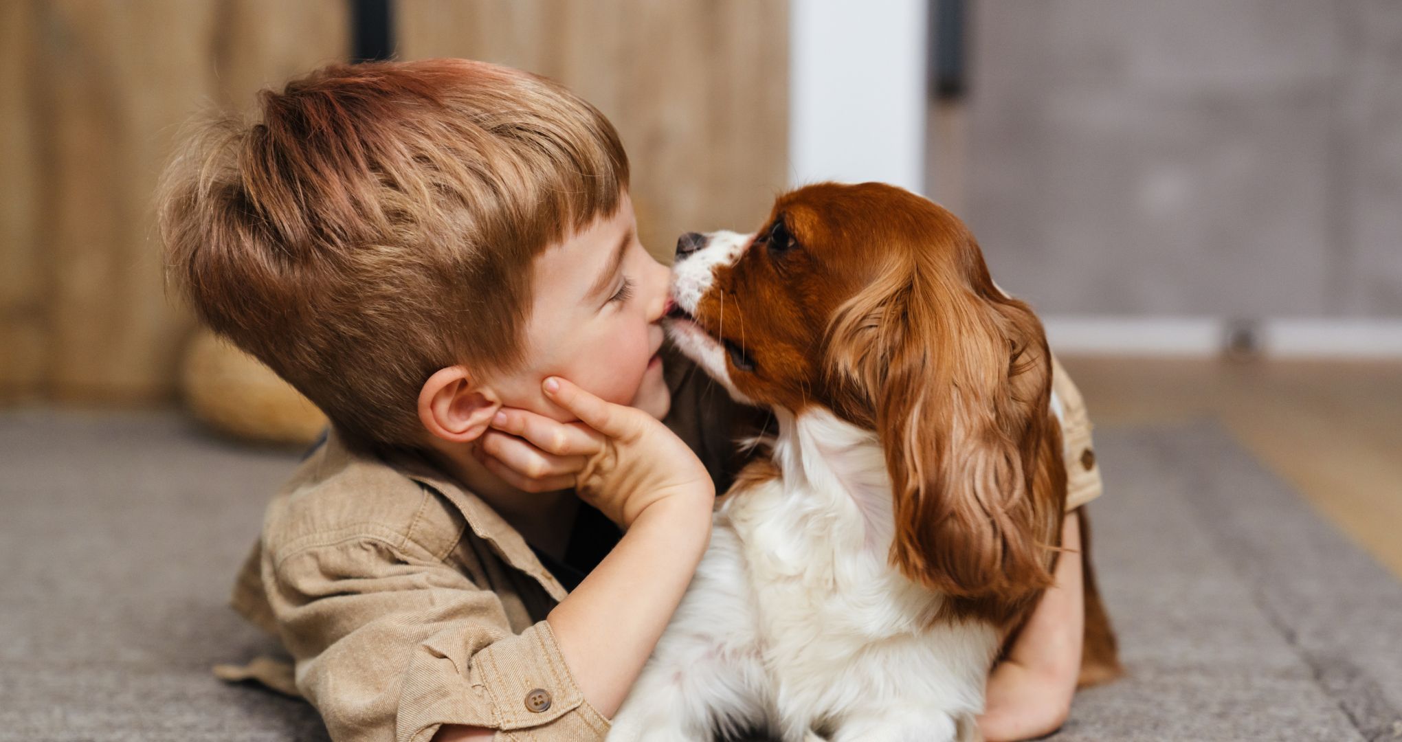 Cavalier king charles spaniel